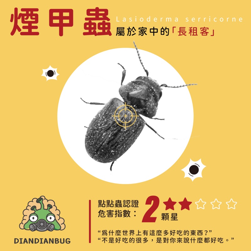 煙甲蟲插圖