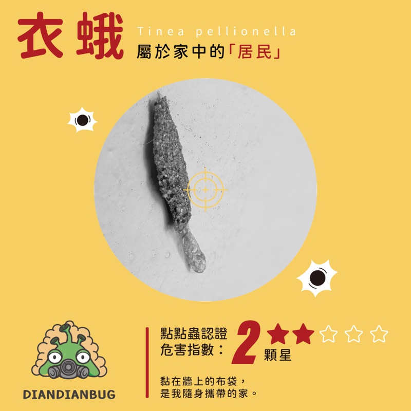 衣蛾插圖