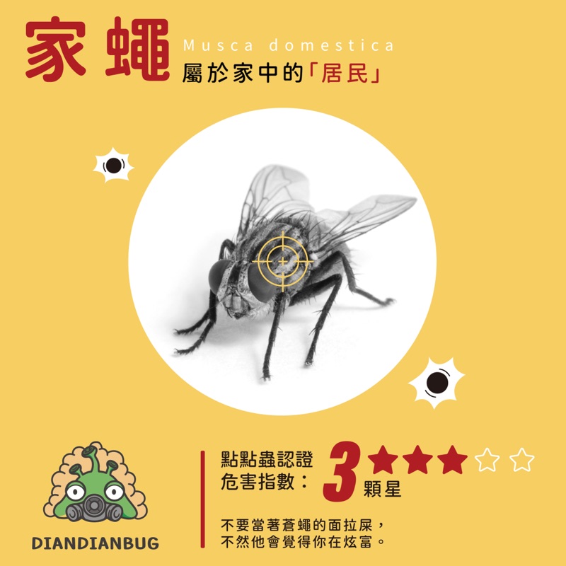 家蠅插圖